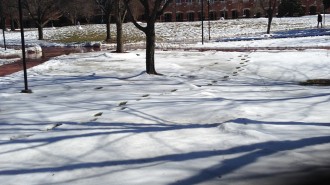 Leftover snow outside Jordan Gym.