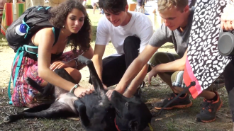 'Dog Day Mixer' was created to help combat homesickness and welcome Elon students to the community.