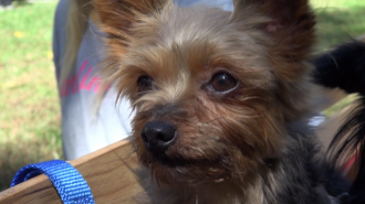 Little Man is just one of Terrell's four dogs.
