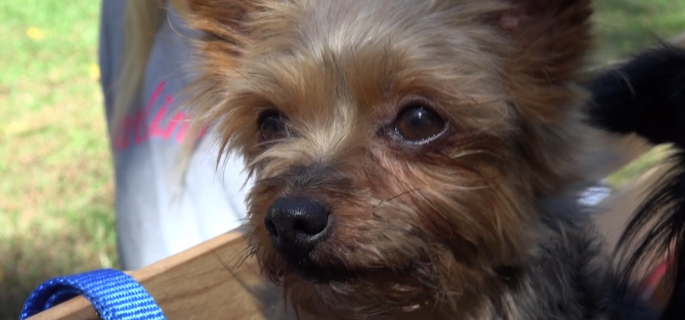 Little Man is just one of Terrell's four dogs.