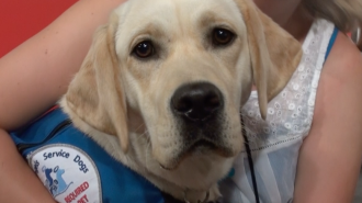 Candy, Emma Hughes yellow lab, service dog.