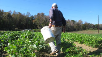 Redbud Farm owner Clay Smith, 70, is among a large  group of small farmers affected by government regulation.